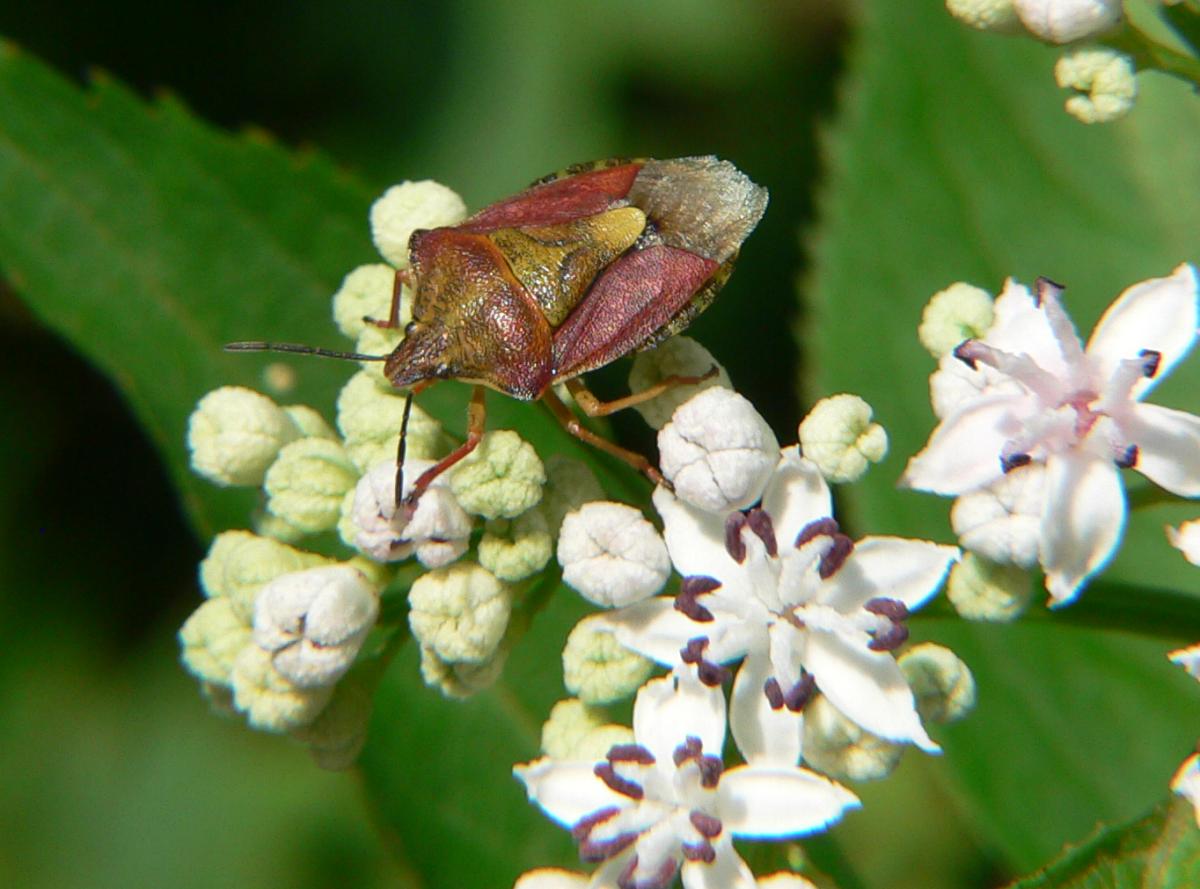 Carpocoris purpureipennis (2) ? Sì